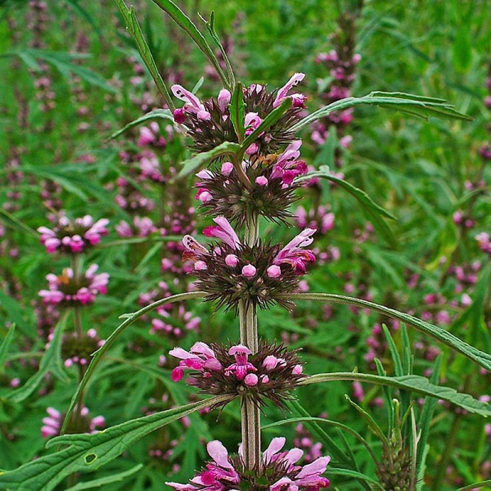 Com fama de 'cura tudo', conheça os benefícios do Macaé