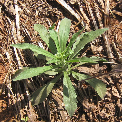 'Buva' é útil no tratamento contra inflamações na próstata e testículos