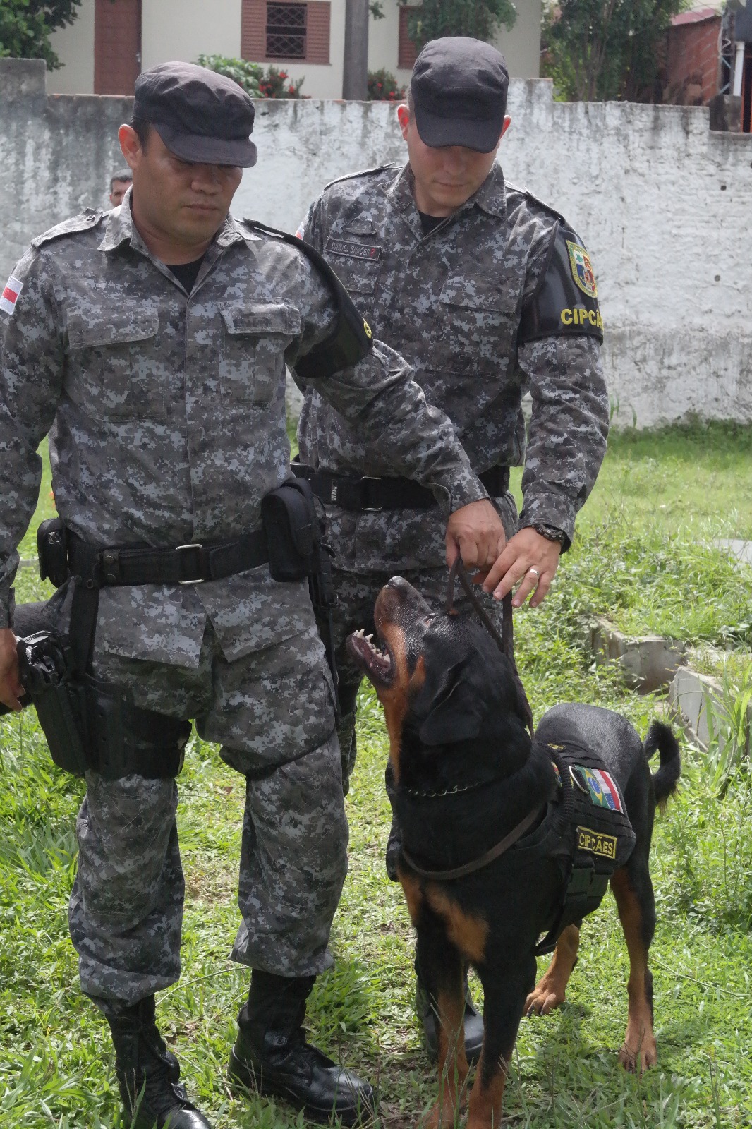 Morre cão labrador da PM que atuou em desaparecimentos e encontro de cadáveres