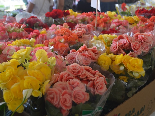Manaus recebe Festival das Flores de Holambra nesta sexta-feira