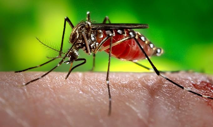 Semsa confirma 4.418 casos de zika vírus em Manaus e  23 sob investigação
