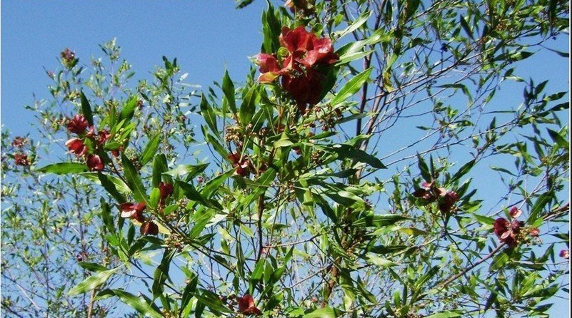 Chá de planta medicinal ajuda a combater cólica intestinal e reumatismo
