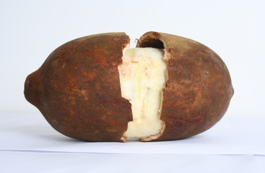 Rico em vitaminas, Cupuaçu ajuda na prevenção contra o câncer