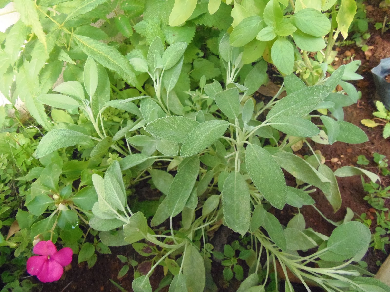 Conheça alternativa natural para curar aftas