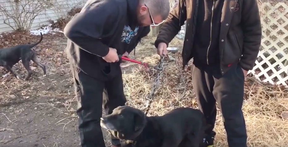 Cão é libertado após passar 15 anos acorrentando 