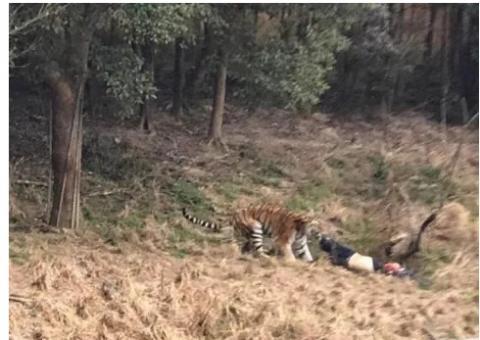 Homem pula cerca de zoológico para economizar e acaba sendo devorado por tigre 