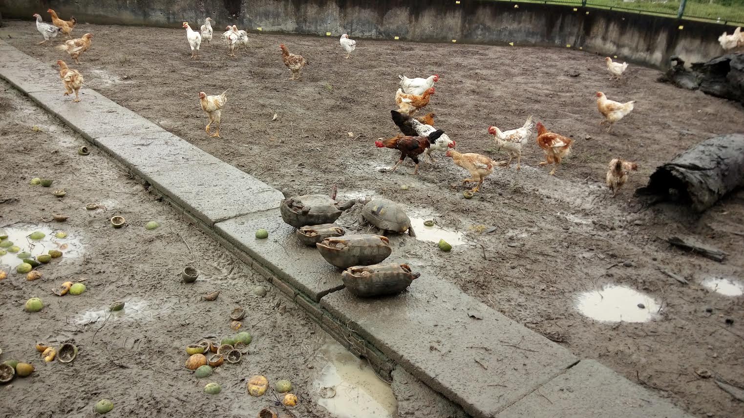 Ipaam flagra diversos crimes ambientais em Rio Preto da Eva 