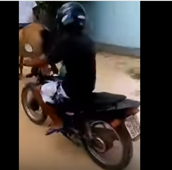 Motorista flagra cavalo 'rebocando' moto; 'Pensei que já tinha visto de tudo'