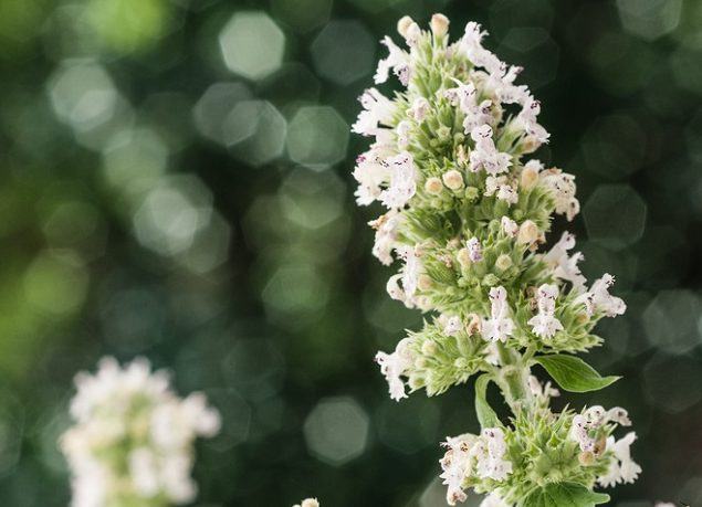 Sarampo, catapora e alergias podem ser combatidos com chá de planta medicinal