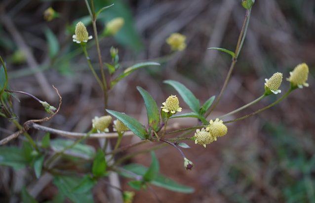 Afecções da boca e garganta podem ser tratados com sumo de planta 