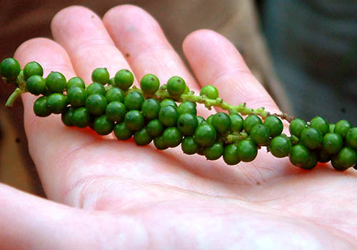 Pimenta do Reino estimula absorção de nutrientes