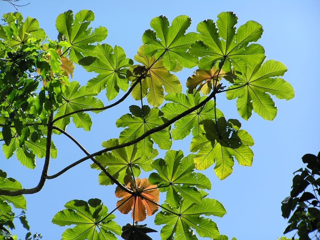 Asseio com folhas de planta pode ajudar a combater corrimento vaginal 