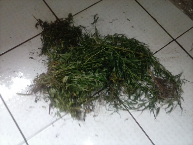 Inquilinos abandonam casa e proprietária encontra pés de maconha