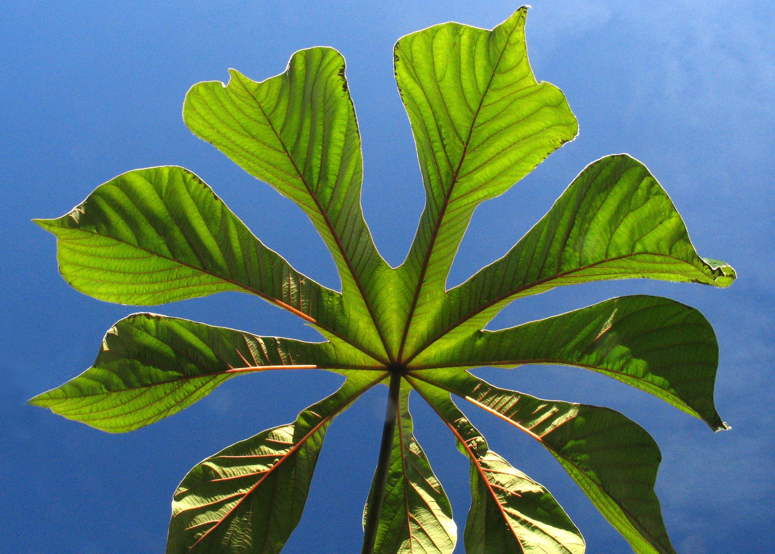 Extrato de planta medicinal tem ação contra hipertensão