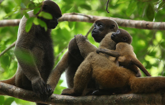 Pesquisadores vão investigar morte de macacos no Amazonas