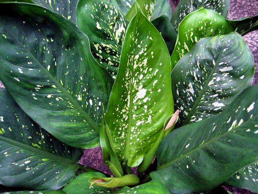 Planta pode causar envenenamento em crianças