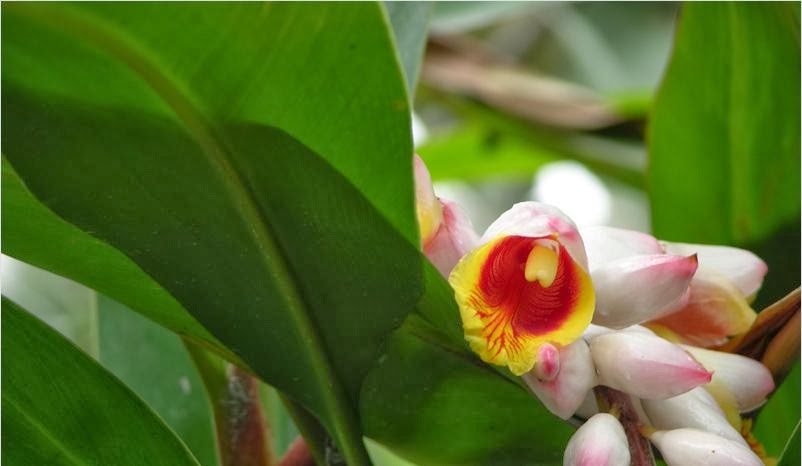 Planta é usada para banhos e tratamento contra corrimentos vaginais