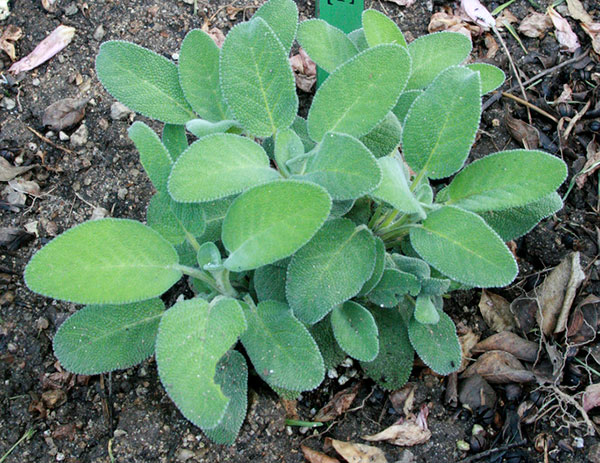 Erva medicinal antisséptica ajuda a tratar infecções da pele