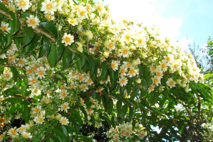 De cerca viva a tempero rico em proteínas