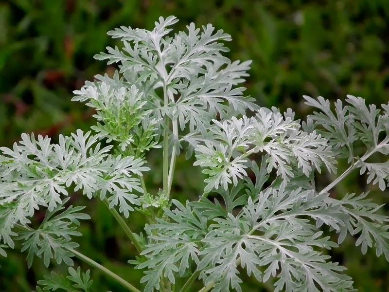 Conheça os benefícios do Absinto para o estômago