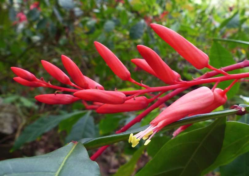 Tônica e estomacal, planta tem efeito contra verminoses