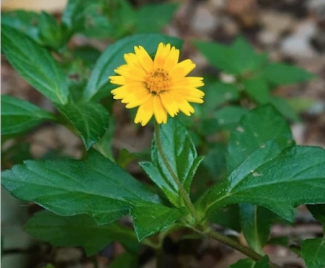 Erva pode ajudar a reduzir o ronco