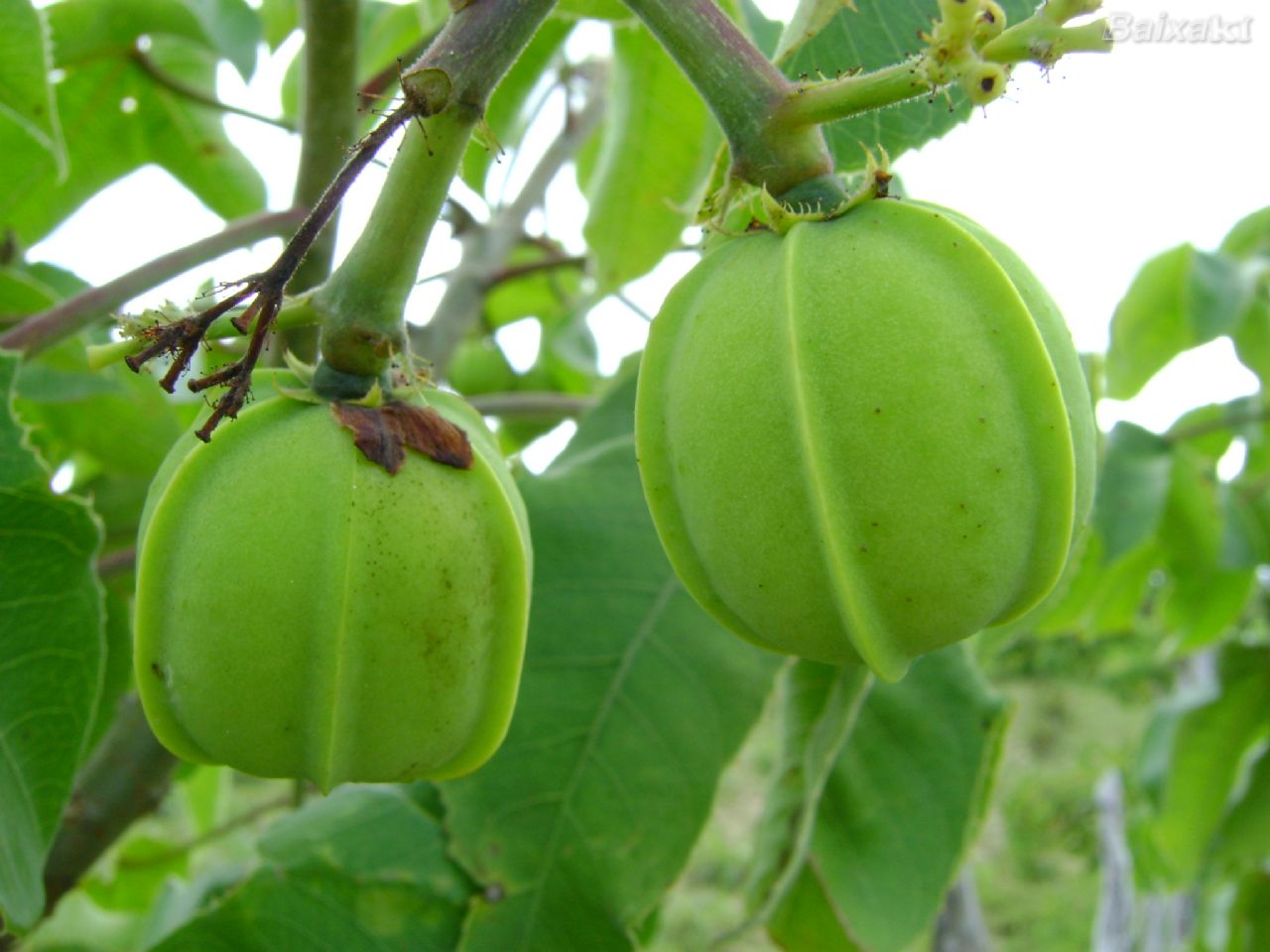 Planta usada para preparar remédio caseiro pode levar à cegueira