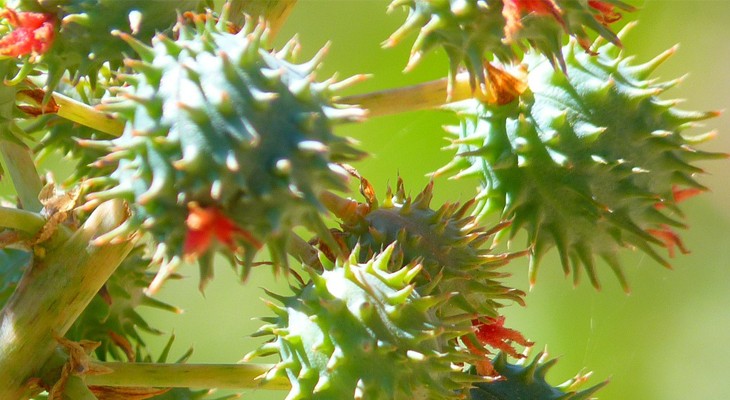 Folha de planta medicinal pode ser aplicada em tumores e queimaduras