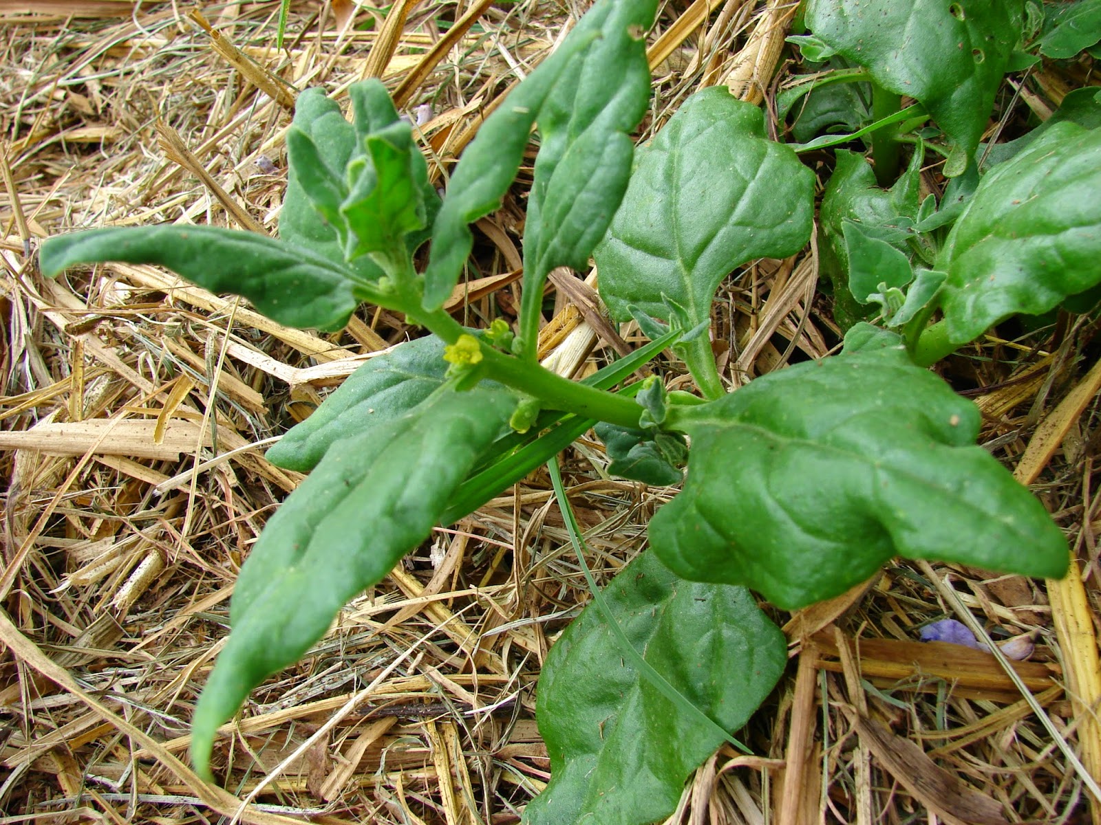 Planta rica em cálcio é alternativa contra osteoporose