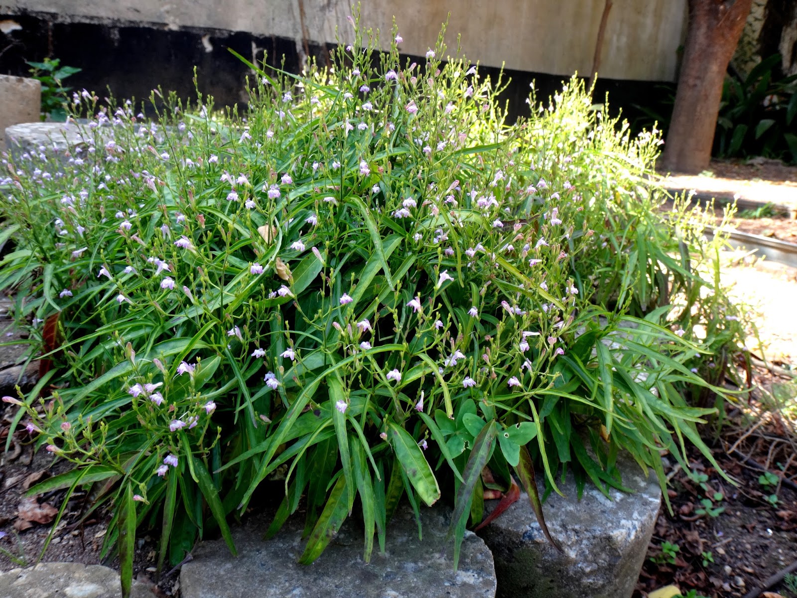 Erva tem excelente ação analgésica e combate a insônia 