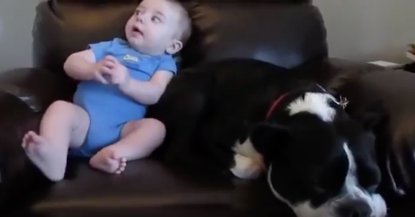 Bebê solta pum e reação de cachorro viraliza na web  