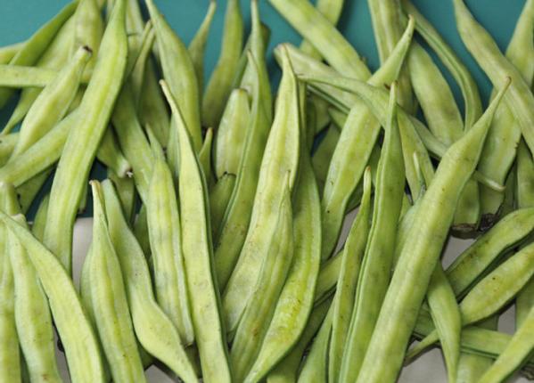 Fibra extraída de semente trata prisão de ventre