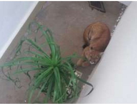 Moradores são surpreendidos por onça dentro de casa 