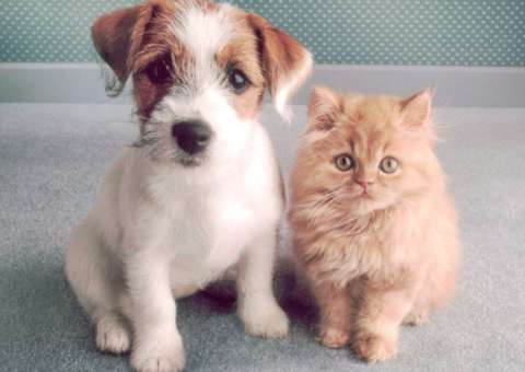 Mulher é investigada por alimentar cobra com filhotes de cão e gato 