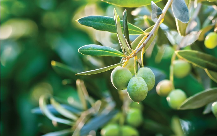 Folhas têm eficácia para proteger coração e prevenir Mal de Alzheimer 
