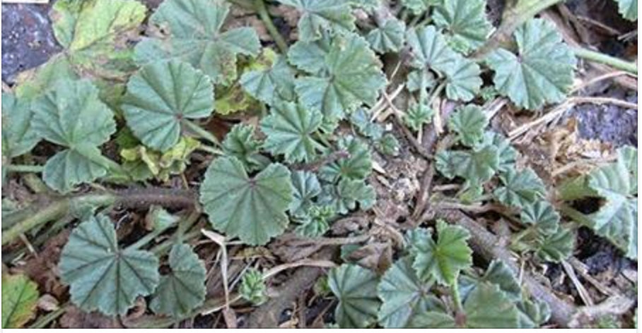 Esta folha acaba a tosse, gripe ou bronquite