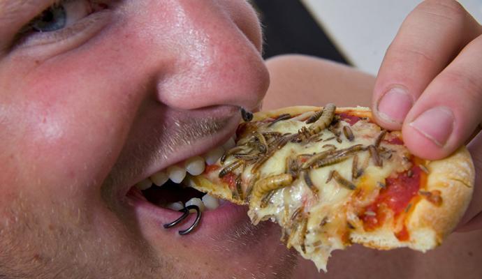 Insetos podem salvar a humanidade da fome, afirmam cientistas 