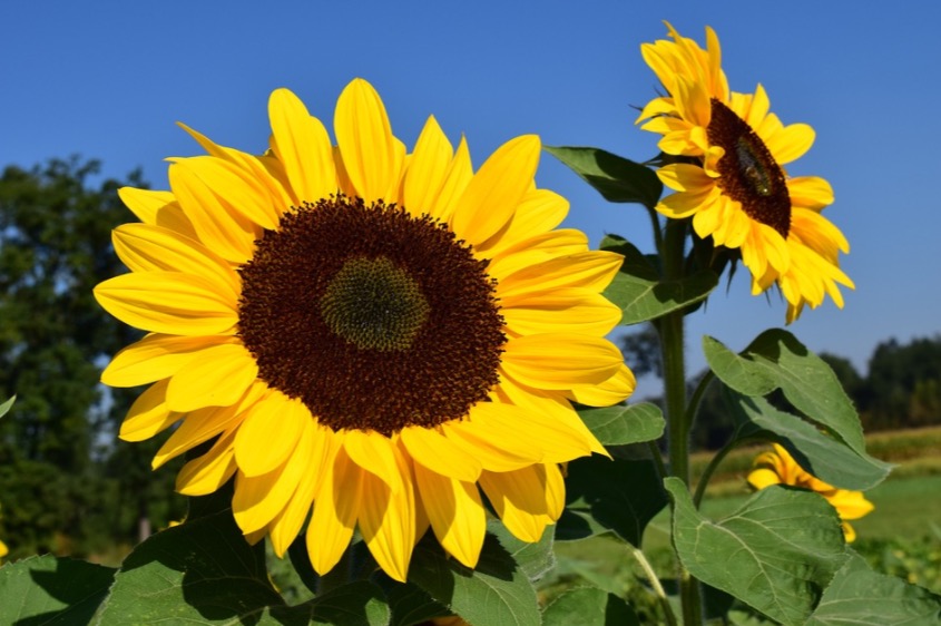 Conheça 8 benefícios do girassol na medicina caseira 