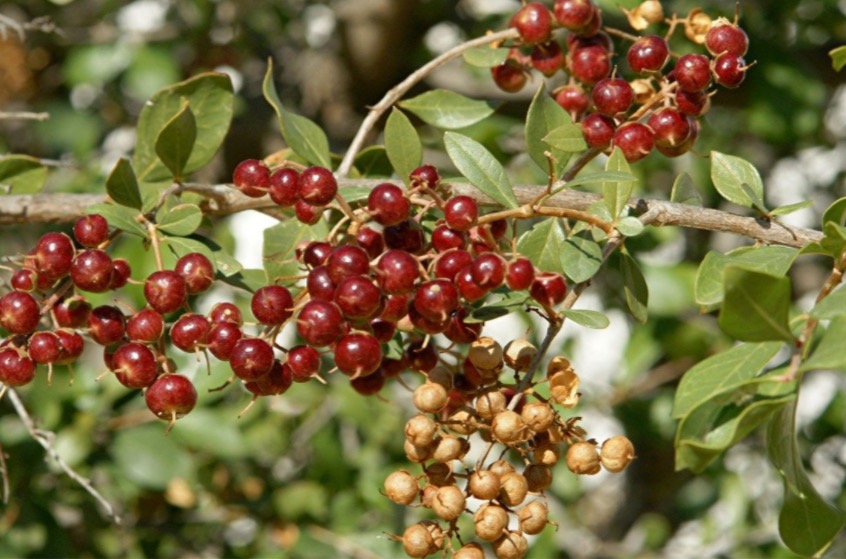 Usada para tingir cabelos, planta apresenta 10 indicações para uso medicinal 