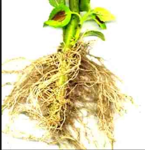 Planta é considerada um excelente diurético e pode ser útil em casos de cálculos renais 