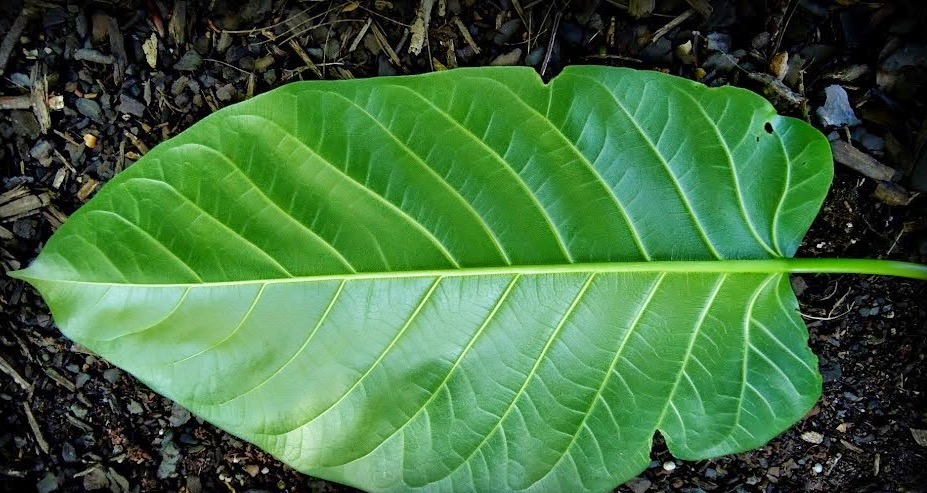 Leite de árvore pode ser remédio ou perigo para a saúde 