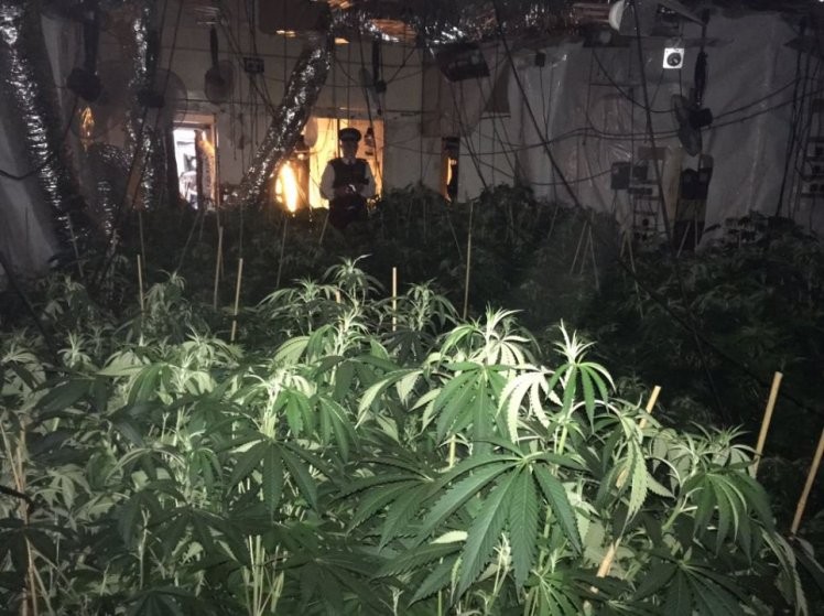 'Floresta de maconha’ é encontrada por policiais dentro de prédio 