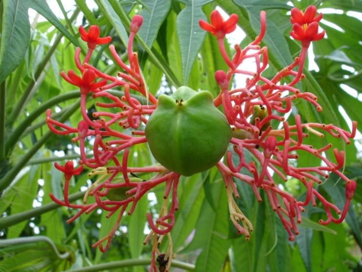 Cicatrizante e antisséptica, planta trata aftas e gengivites 