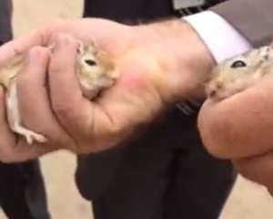 Os ratos da  Odebrecht