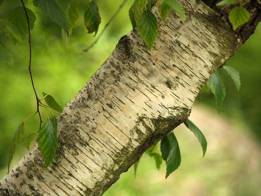 Cólicas renais e dores musculares podem ser tratadas com planta medicinal 