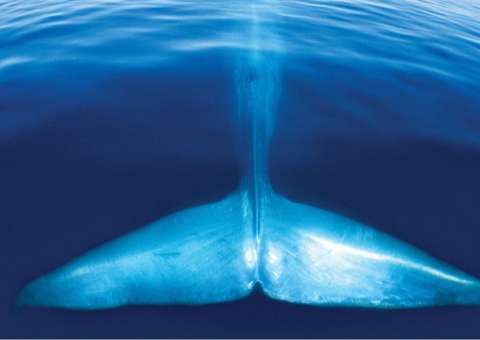 Ministério da Justiça determina que PF investigue envolvidos no jogo Baleia Azul