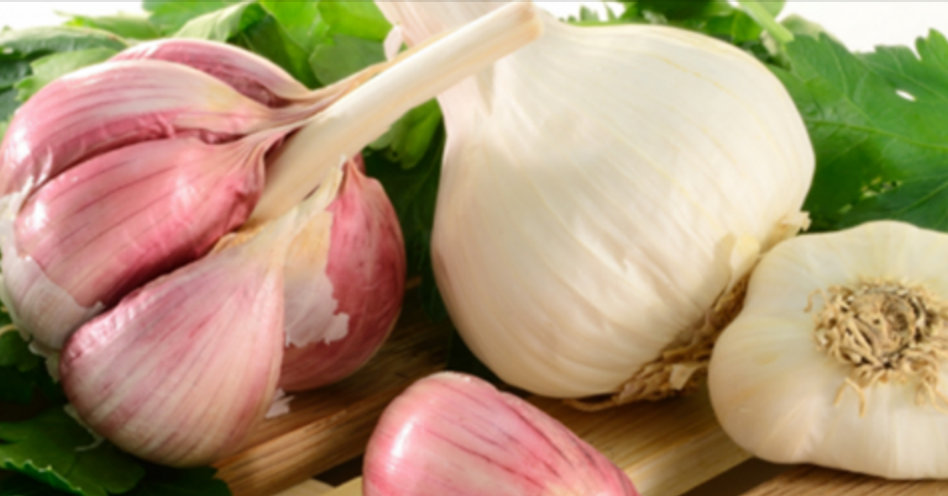 Alho destrói 14 bactérias e combate doenças; Saiba usar corretamente