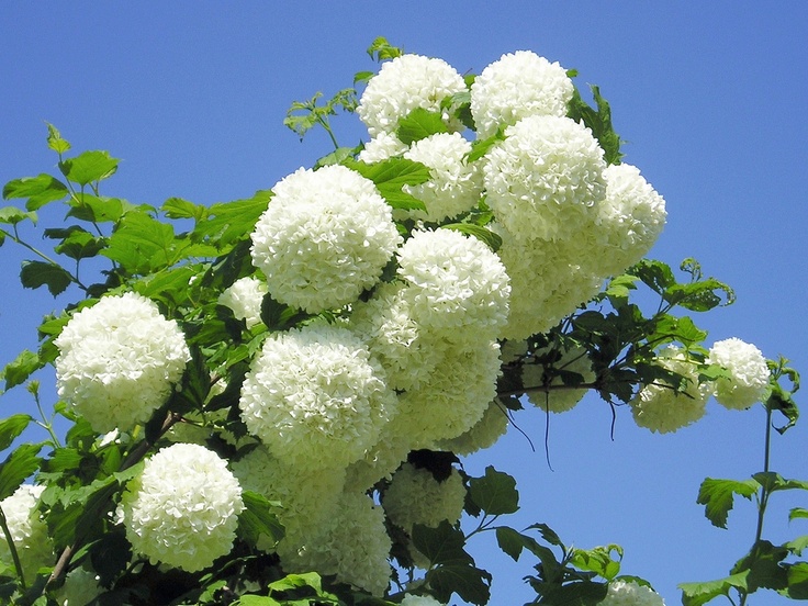 Chá de planta é indicado para dores musculares e cãibras 