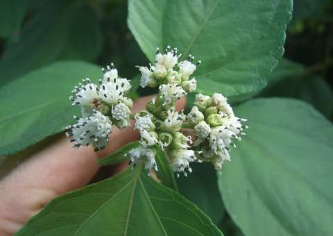 Planta é remédio natural para problemas respiratórios e cicatrização da pele