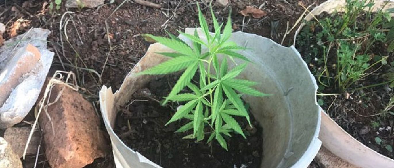 Polícia descobre plantação com mais de 10 mil pés de maconha